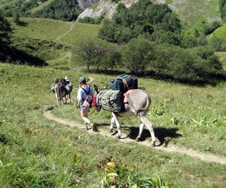 Wandelen met dieren