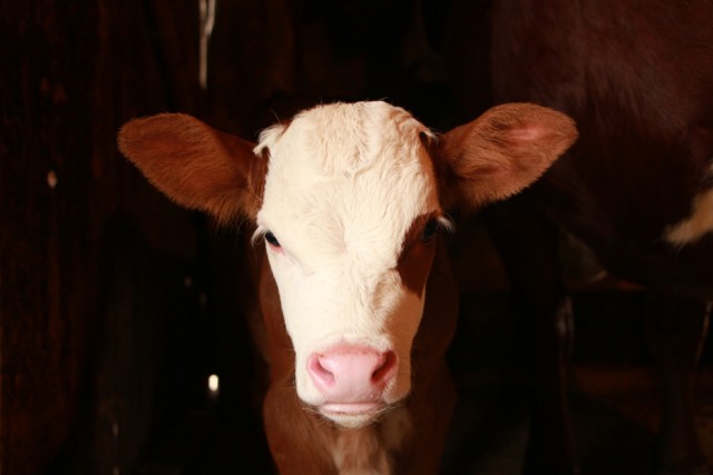 Visites de fermes