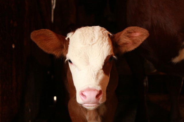 Bezoek van de boerderij