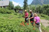 Visite Infusions des Aiguilles d'Arves