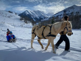 Poney Luge