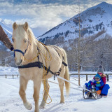 Poney Luge