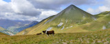 Vaches sur le TAA