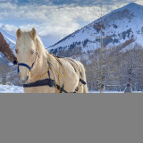 Poney Luge