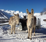 Anes en montagne_Saint-Jean-d'Arves