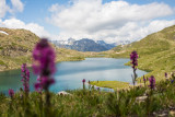 Lac Bramant avec fleurs roses
