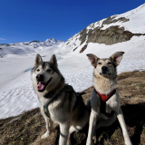 Balade canine - Dog sitting_Saint-Jean-d'Arves