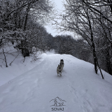Balade canine - Dog sitting_Saint-Jean-d'Arves