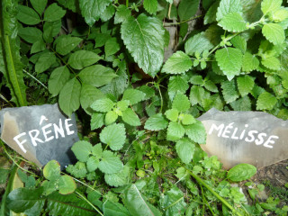 Plantes officinales