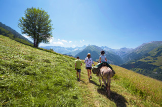 ânes en montagne