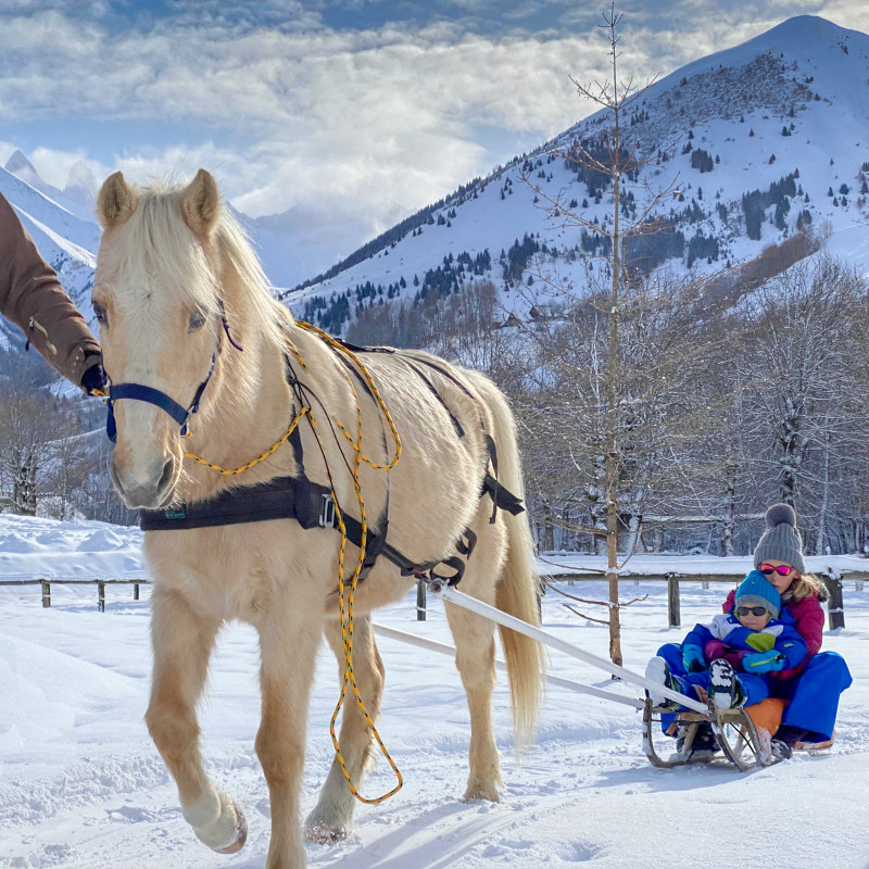 Poney Luge