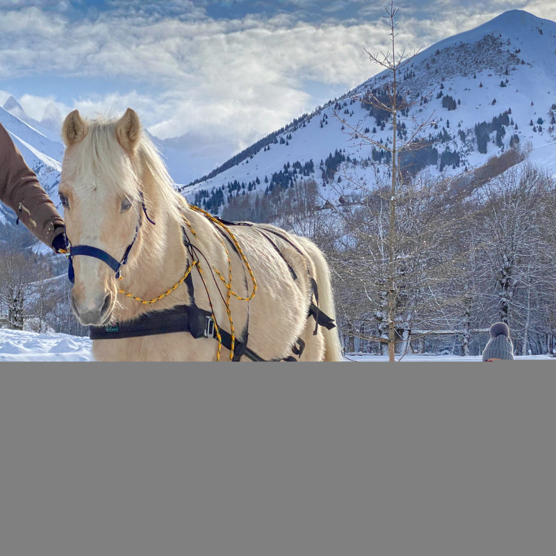 Poney Luge