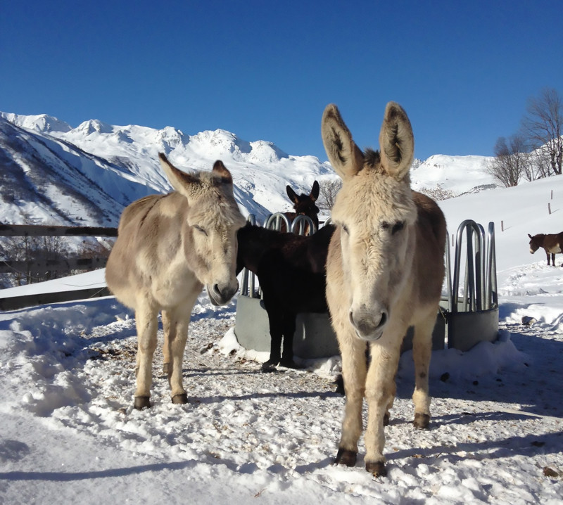 Anes en montagne_Saint-Jean-d'Arves
