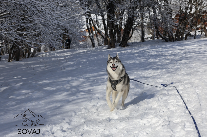 Balade canine - Dog sitting_Saint-Jean-d'Arves