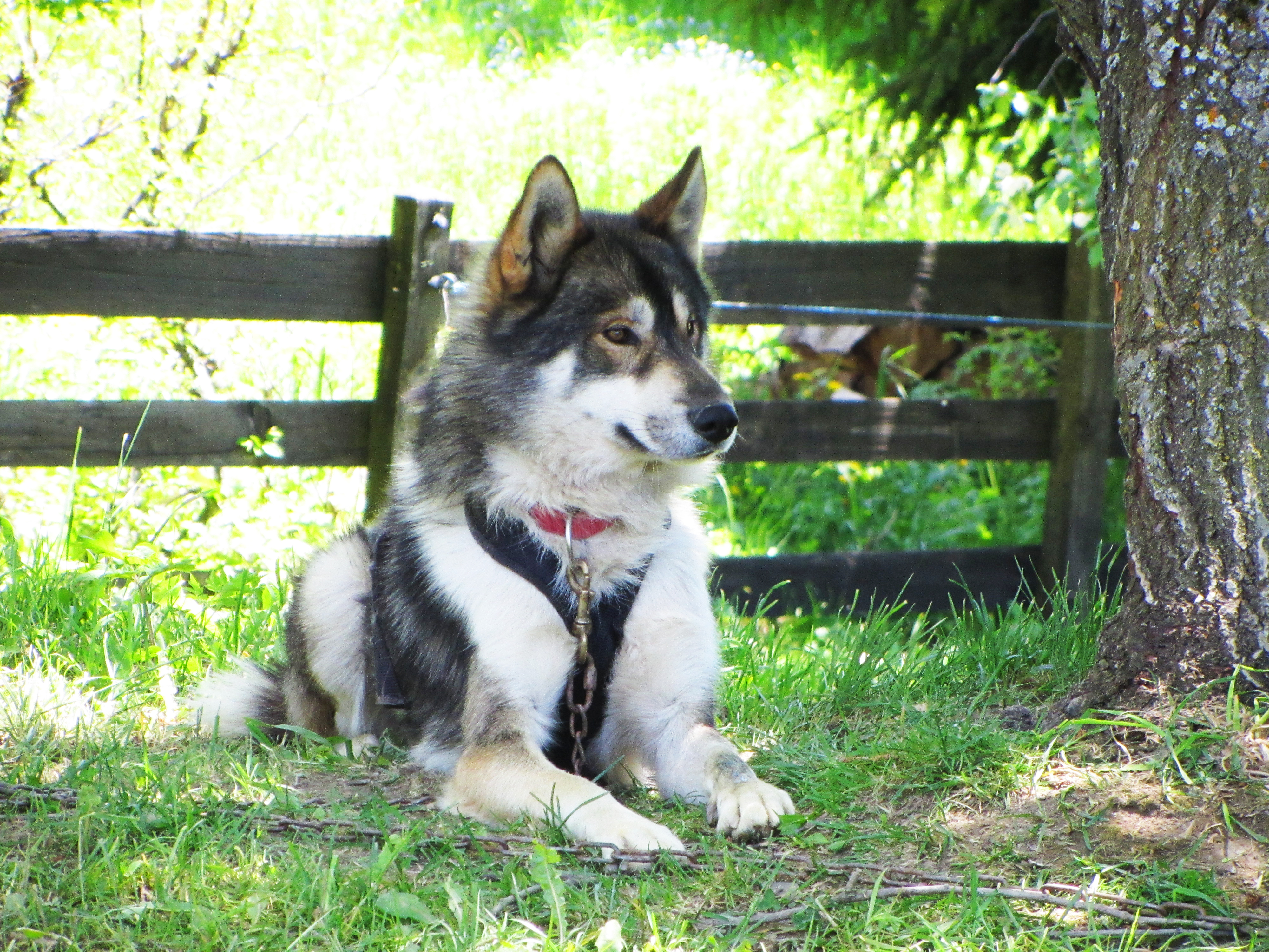 Wandelen met honden