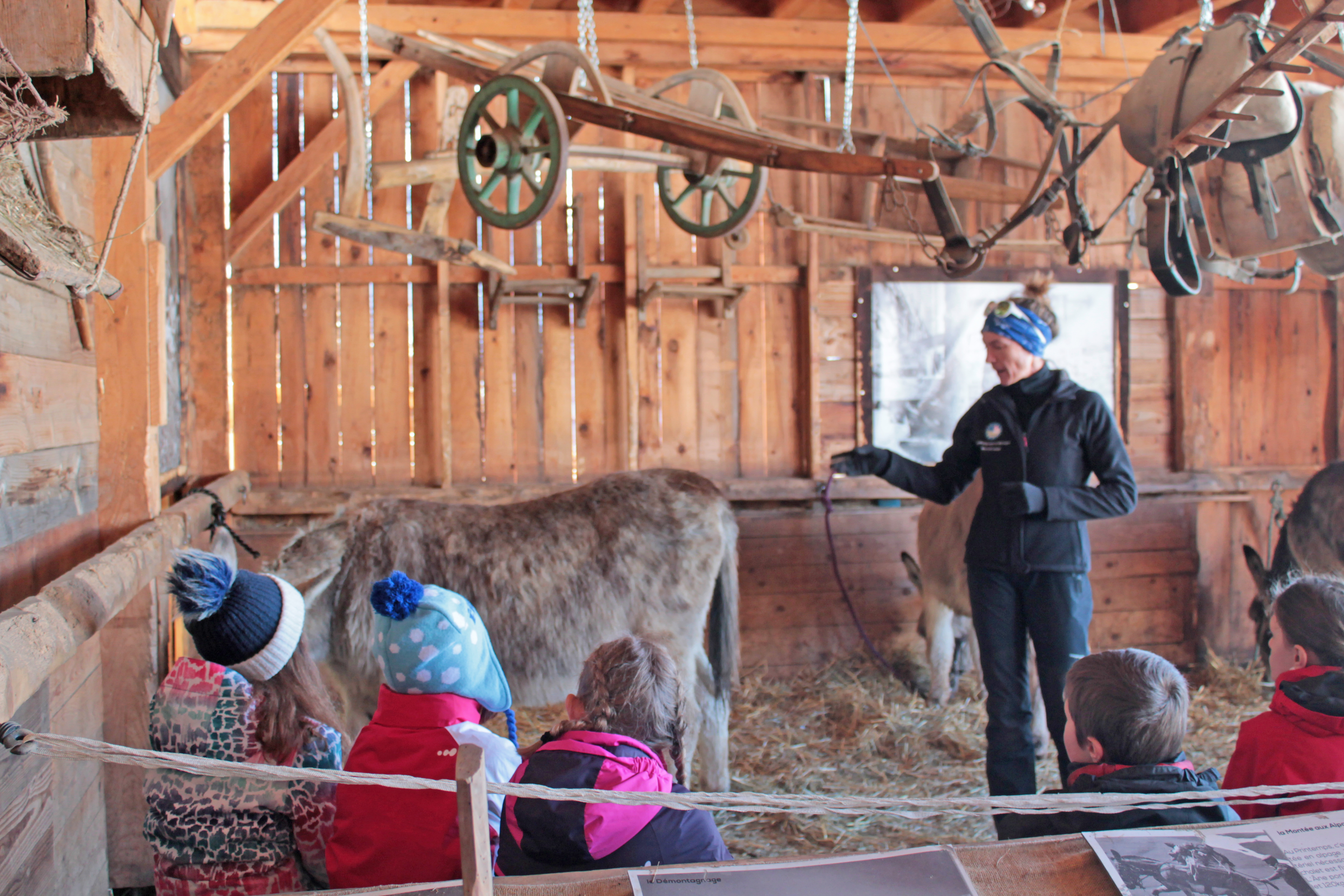 Donkey farm