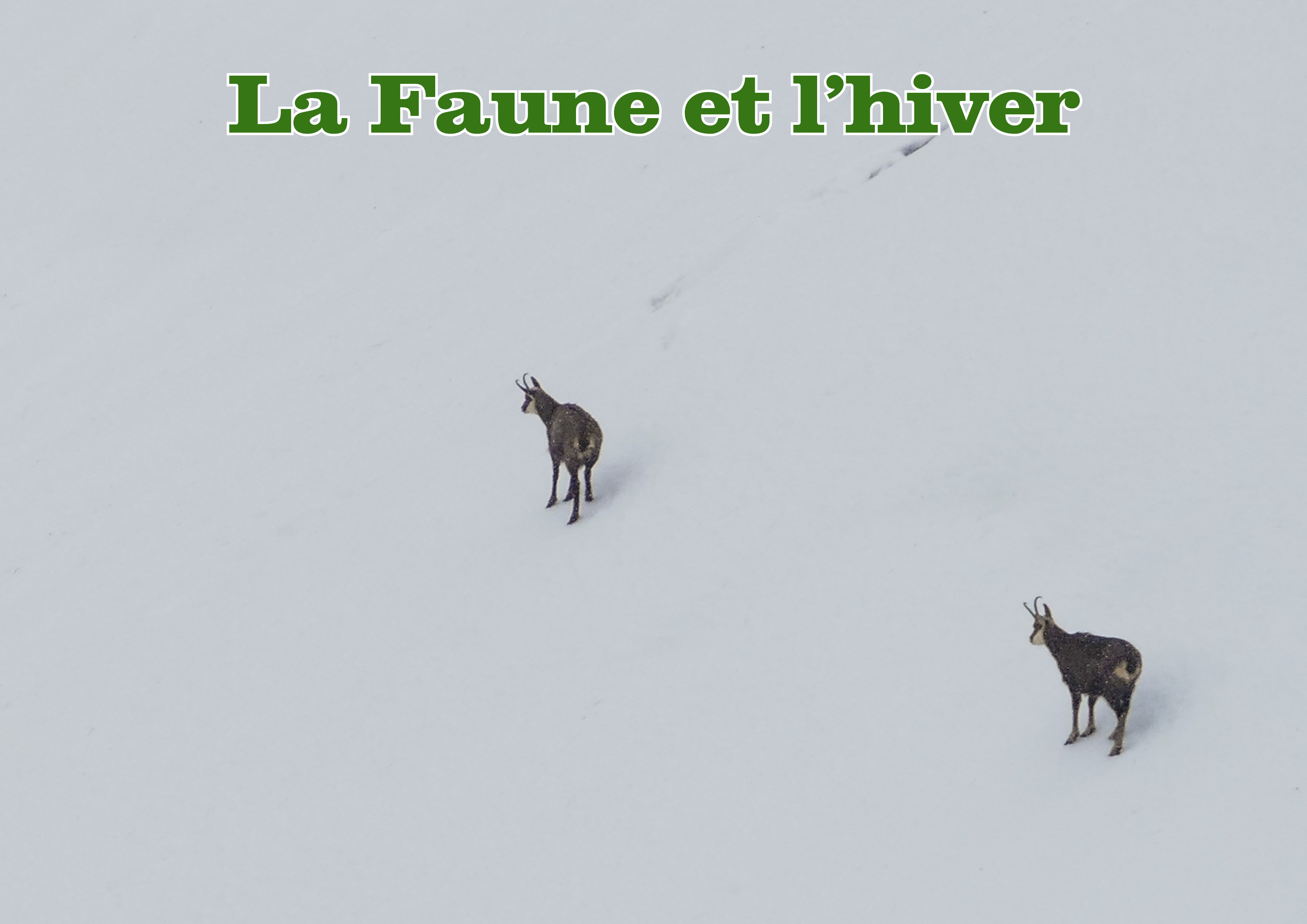 Themed outing : Wildlife and Winter