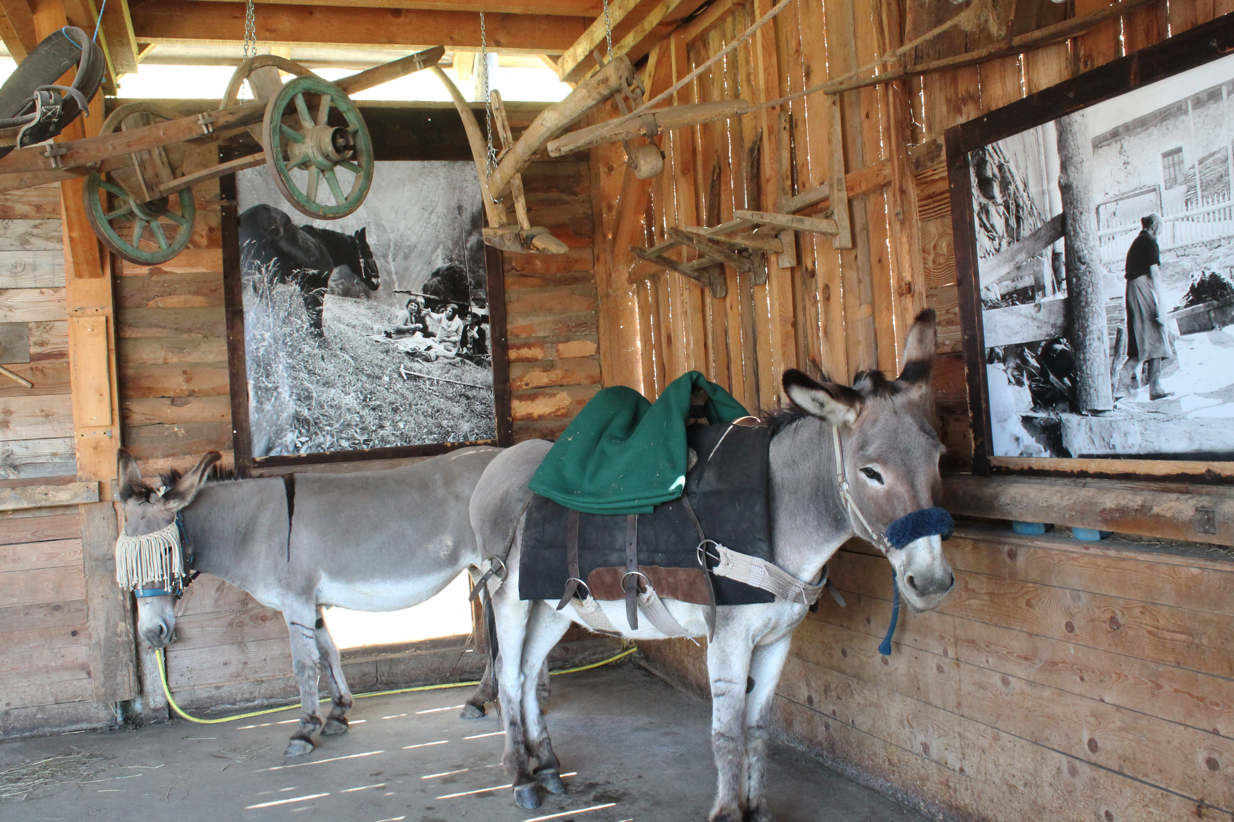 Visit to the donkey farm