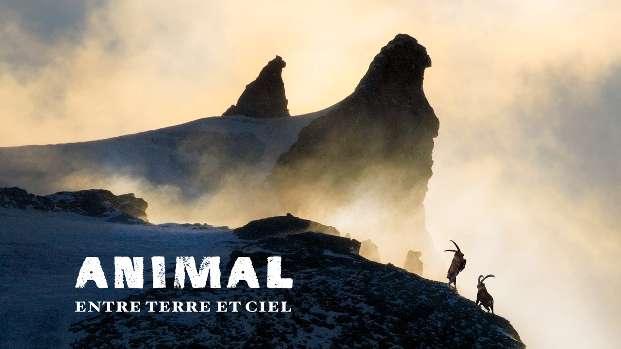 Animal cinema