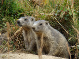 Rencontre en montagne