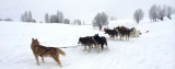 21_chiens_de_traineaux_a_saint_jean_d_arves.jpg