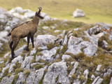 Sortie Chamois