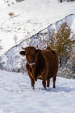 Semaine Savoie à l'honneur