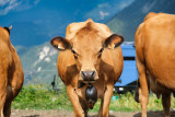 Vahce de race tarine lors de la traite des vache