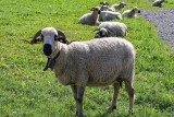Emmontagnée des moutons