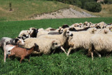 Troupeau de moutons
