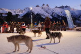Chiens de traineaux