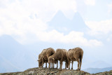Fête du mouton 2022