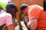 Traite manuelle des vaches
