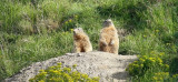 Marmottes - © M.A. Buisson Marmottes