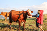 Enfants à la rencontre des vaches - © © OT Saint Sorlin d'Arves - V Bellot-Mauroz Enfants à la rencontre des vaches