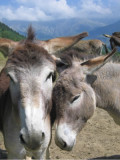 Donkeys farm St Jean d'Arves