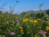 Semaine Nature & Biodiversité