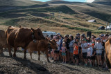 Vacanciers à la traite en alpage - © Johan Richomme Vacanciers à la traite en alpage