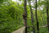 Parcours Forestier Parcours Forestier