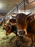 Visite d'une ferme de vaches laitières - La Chal_Saint-Jean-d'Arves