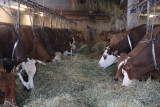 Visite d'une ferme de vaches laitières - La Chal_Saint-Jean-d'Arves