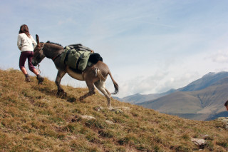 Anes en montagne