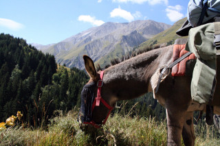 Ânes en montagne