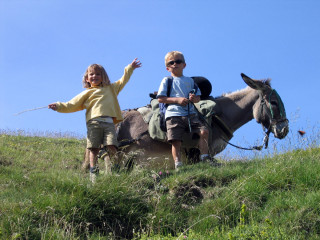 Anes en montagne