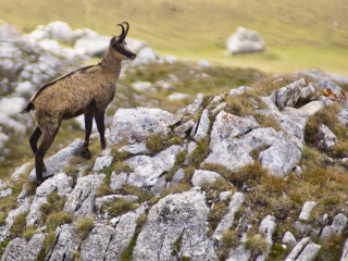 Sortie chamois