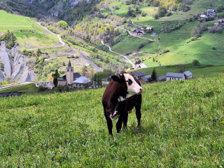 Vache devant l'Eglise de la Tour
