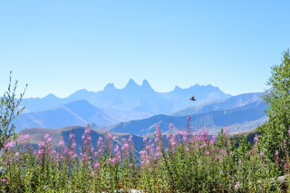 Oiseau face aux Aiguilles d'Arves