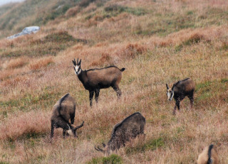 Observation chamois Observation chamois