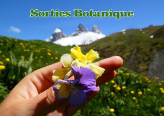 sortie-botanique-passion-des-arves-43170