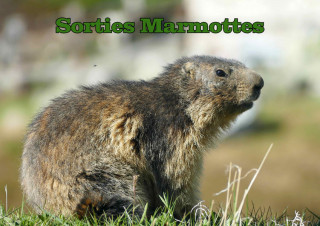 sortie-marmottes-passion-des-arves-43167